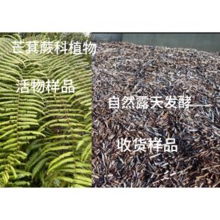 兰花优质植料，高山芒萁蕨杆（5斤十升装）