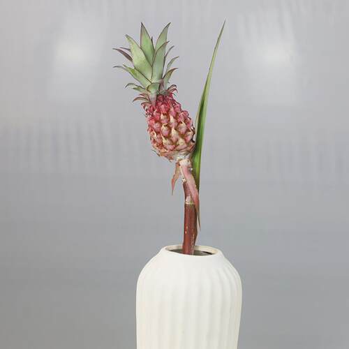 粉色黑凤梨小菠萝拇指菠萝水培瓶插鲜花同城速递斗南发货