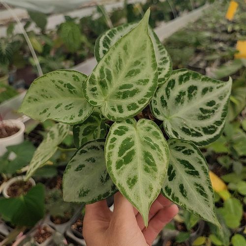 籽播银刷子花烛 铜锣烧花烛 室内观叶植物 银脉水晶花烛