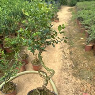 精品山桔根艺金豆小老桩造型盆景小提根东风桔矮霸樱桃铁包金盆栽