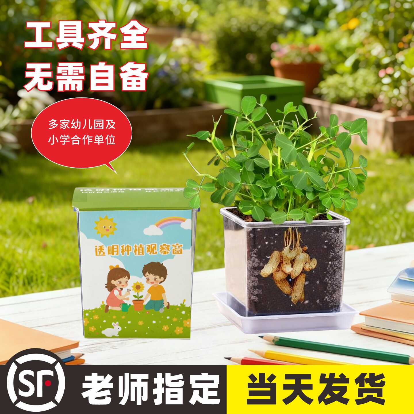 儿童种植小盆栽观察物花生玉米