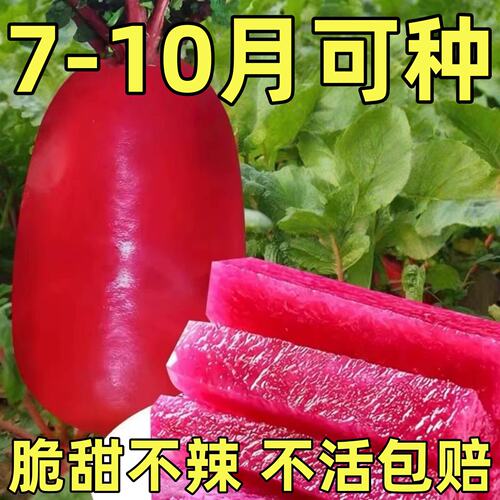 凤梨水果萝卜种子红心萝卜籽