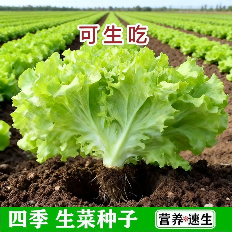 生菜种子四季耐寒意大利农家菜籽罗马生菜玻璃生菜紫叶奶油老品种