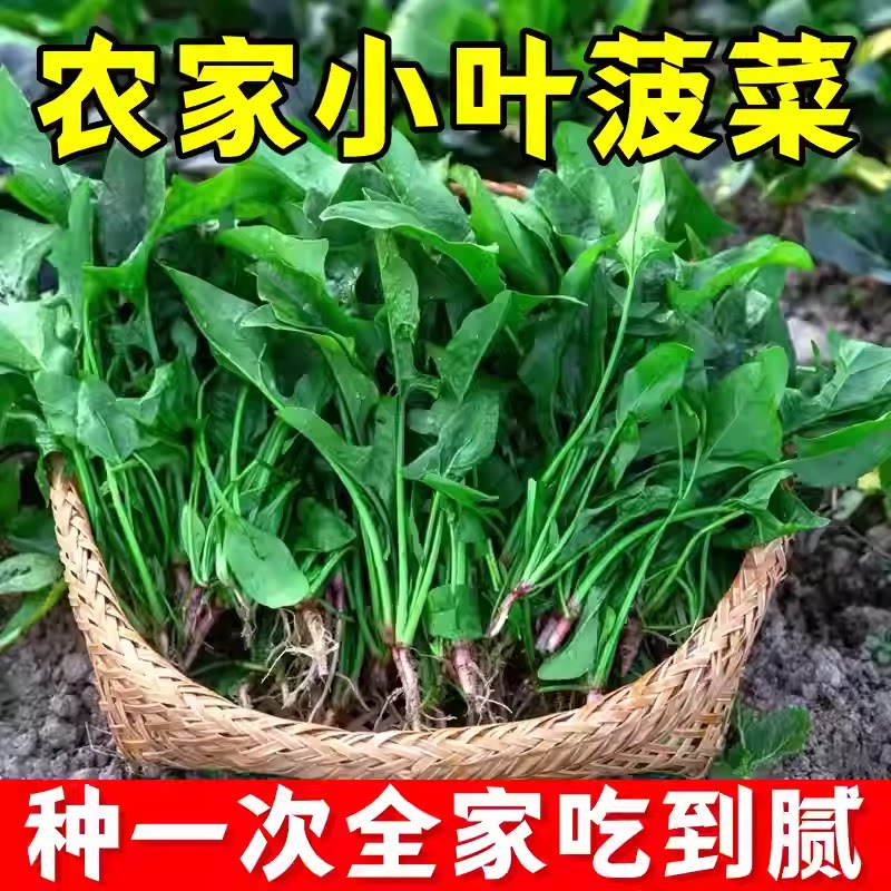 菠菜种子耐寒可越冬老品种