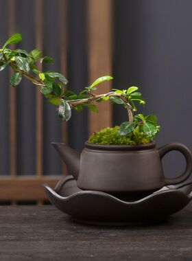 懒人花盆自动吸水盆器陶瓷茶壶福建茶绿植紫砂盆景盆创意个性组合