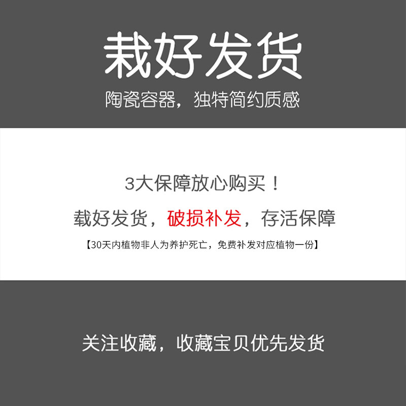 红掌盆栽一帆风顺水培植物绿植花卉室内花好养四季红掌花盆栽大盆
