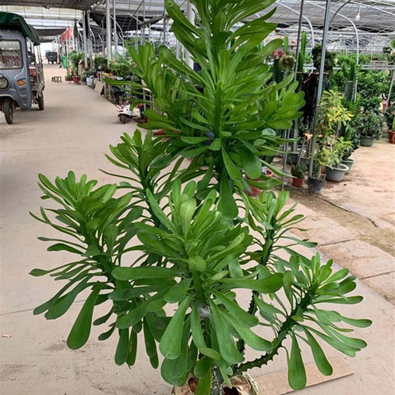 霸王鞭植物 龙骨 仙人柱 仙人柱 金刚杵 量天尺 刺金刚盆栽老桩