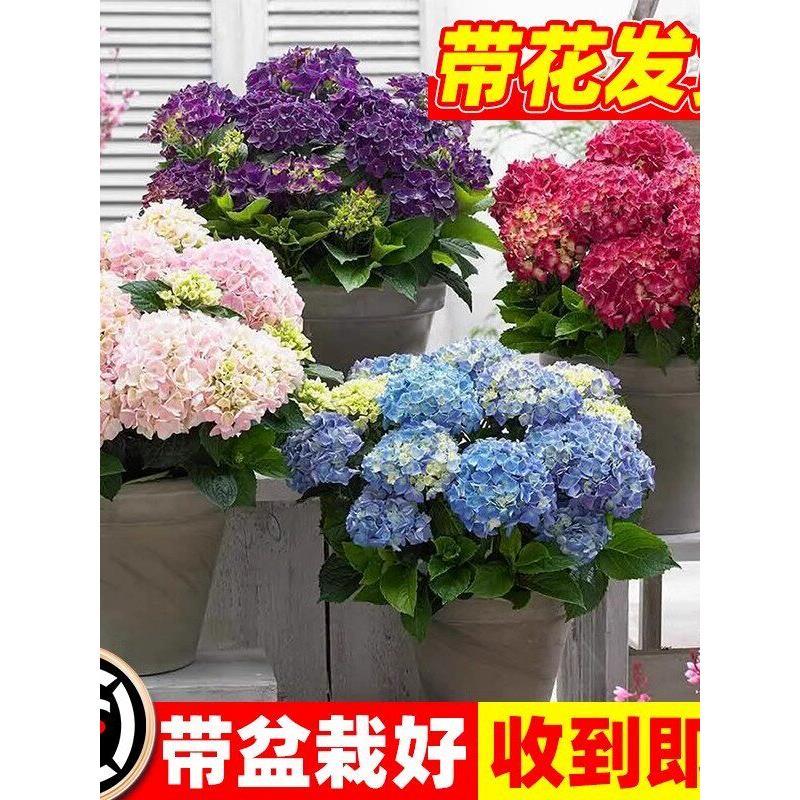绣球花苗盆栽无尽夏带花鲜花卉庭院植物室内外耐寒耐冻耐晒开