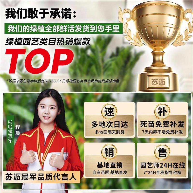 金钱树盆栽室内植物大棵树苗花卉绿植钱串子厅四季常青好养发财树