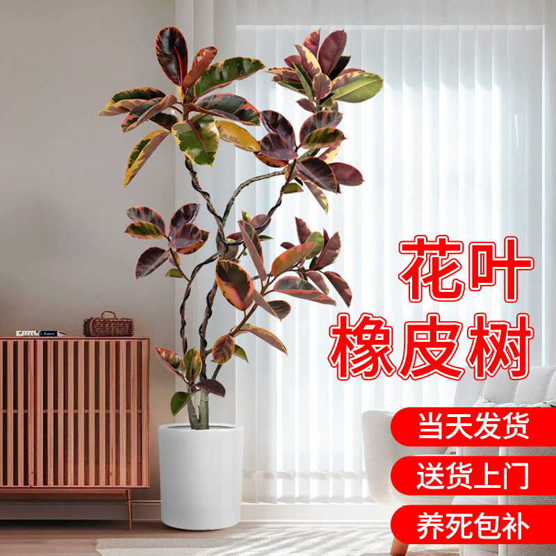 花叶橡皮树客厅大盆栽红关公老桩造型树大叶黑金刚大型室内绿植物