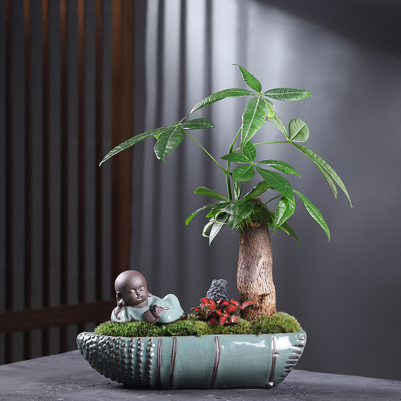 创意文竹盆景水养好养盆栽 防辐射观叶植物吸甲醛室内绿植 适合办
