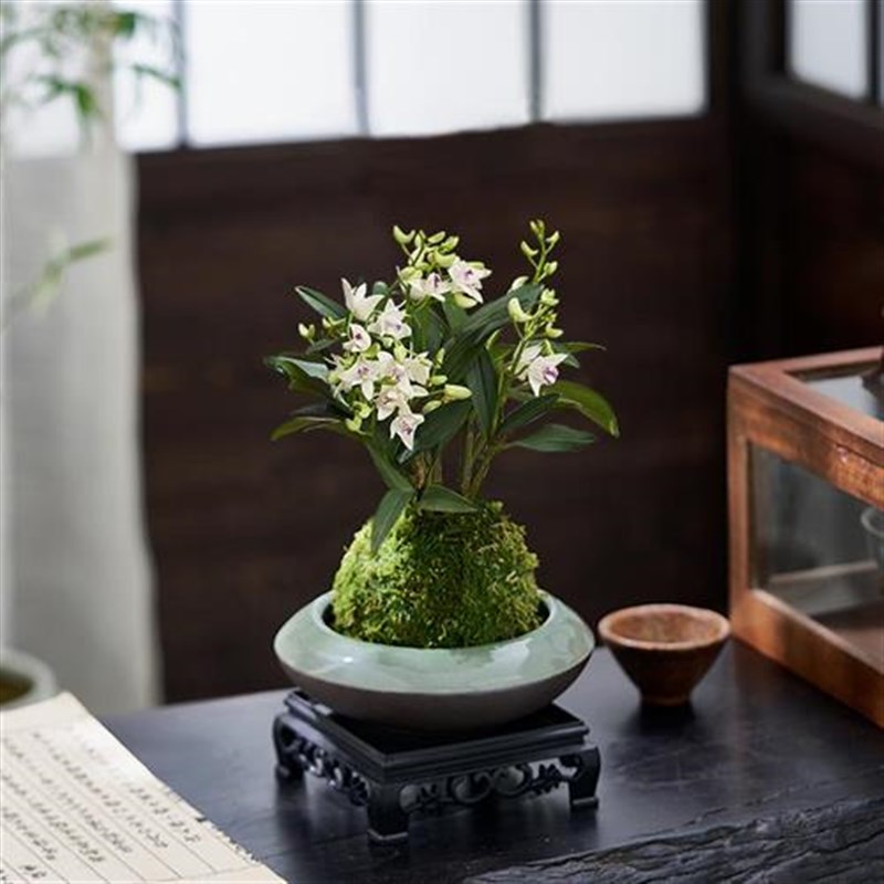 石斛兰盆栽带花香水石斛水培植物室内办公室茶室客厅绿植盆景花卉