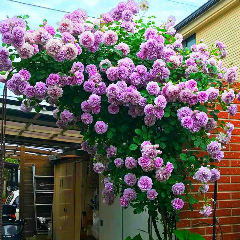 爬藤蔷薇粉龙沙宝石月季花苗四季藤本浓香特大花庭院拱门花墙耐寒