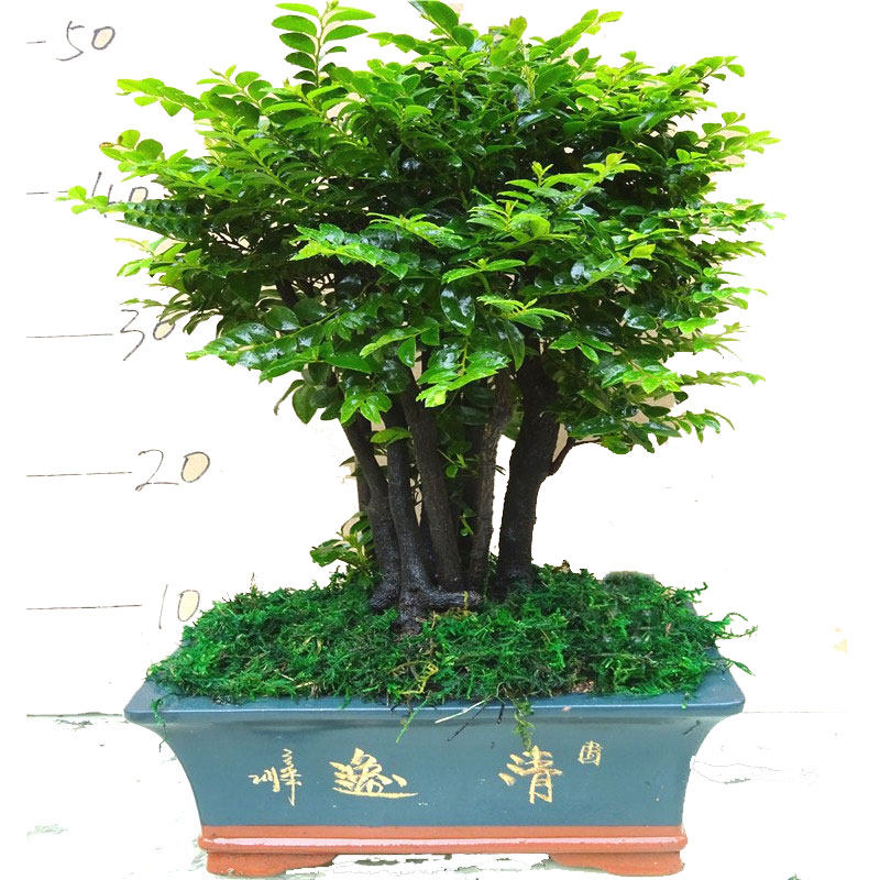 小叶紫檀盆景树桩客厅桌面小植物树苗四季常青 绿植室内 净化空气