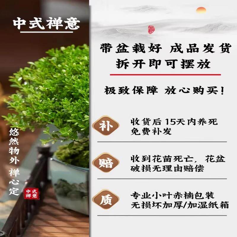 小叶赤楠老桩树苗紫檀微景观办公室四季好养金丝楠木盆栽桌面绿植