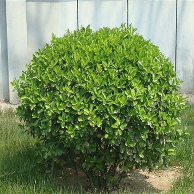 冬青球树苗红叶石楠耐寒植物大叶黄杨球女贞庭院围墙篱笆树绿化苗