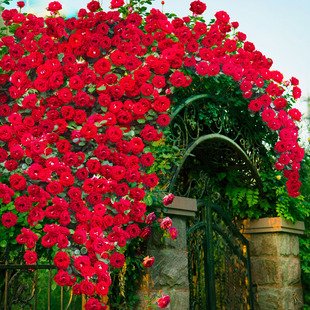 特大苗藤本爬藤月季 开蔷薇花苗 龙沙宝石庭院植物盆栽花卉室内四季
