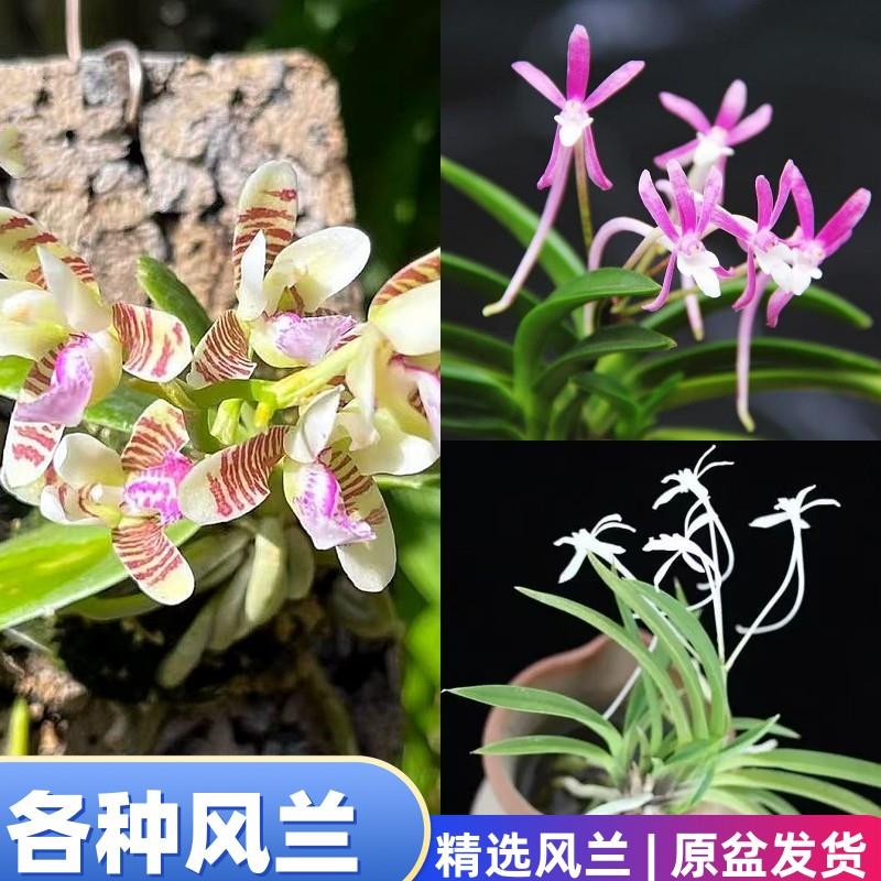 大叶风兰白风兰粉风兰富贵兰短距风兰附生兰花矮种洋兰盆景雨林缸