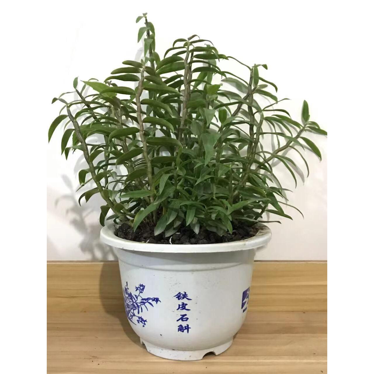 铁皮石斛苗盆栽 鲜条枫斗苗 驯化苗盆栽 原装发货!