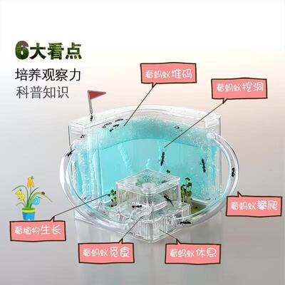 蚂蚁城堡工坊送蚁后卵学生观察生态蚁巢箱室屋家园巢穴蚁后家园