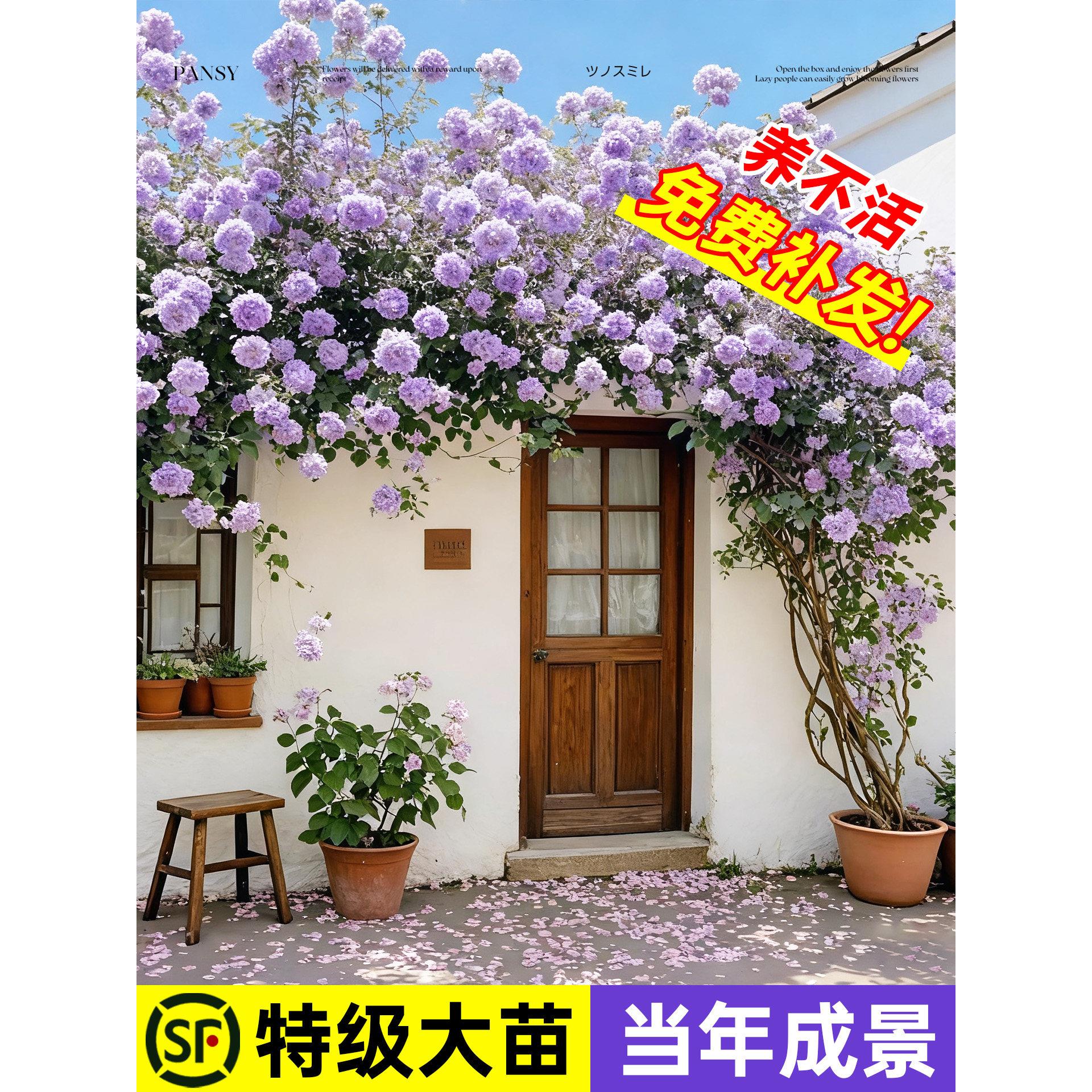 蔷薇花苗藤本月季花树大苗庭院爬藤植物阳台花卉爬墙玫瑰耐寒盆栽