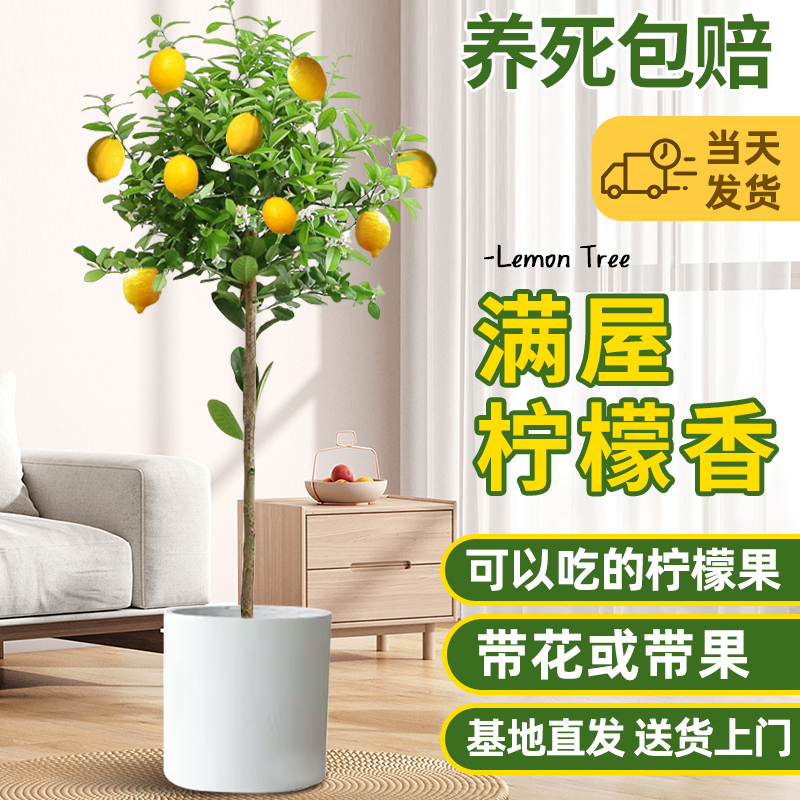 香水柠檬树盆栽带果可食用树苗绿植大型室内客厅阳台四季开花植物