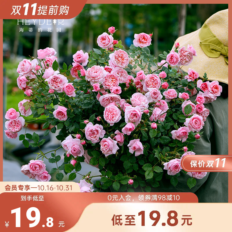 海蒂的花园月季花苗盆栽果汁阳台朱丽叶小苗阳台花卉植物玫瑰爬墙