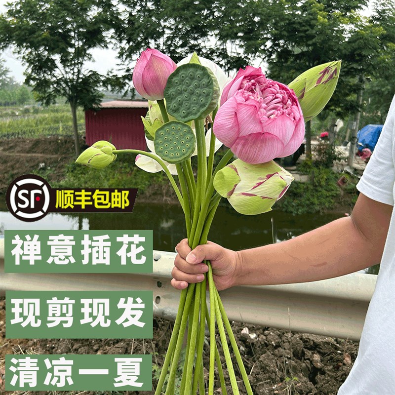 鲜切荷花插花真花荷叶莲蓬摆x设客厅装饰插花摆件花艺禅意家居装