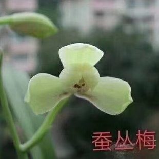 【冯达锋国兰】样品兰花苗四季建兰：蚕丛梅