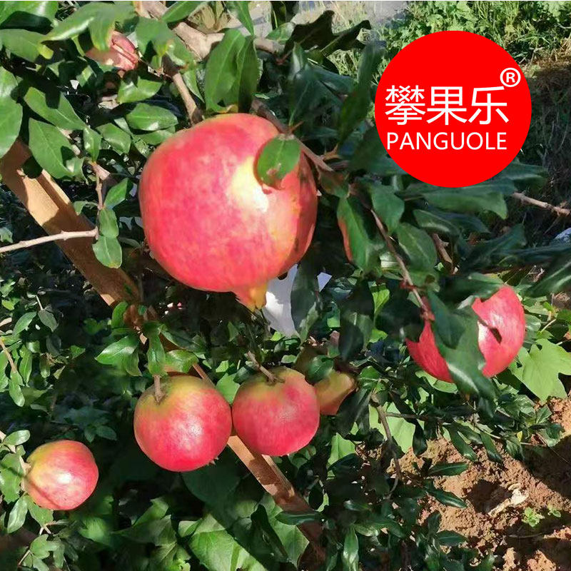 攀果乐攀枝花大田石榴