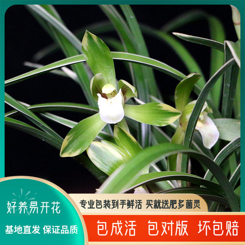 精品兰花苗矮种金边带花浓香型雪山天草好养室内桌面绿植花卉盆栽