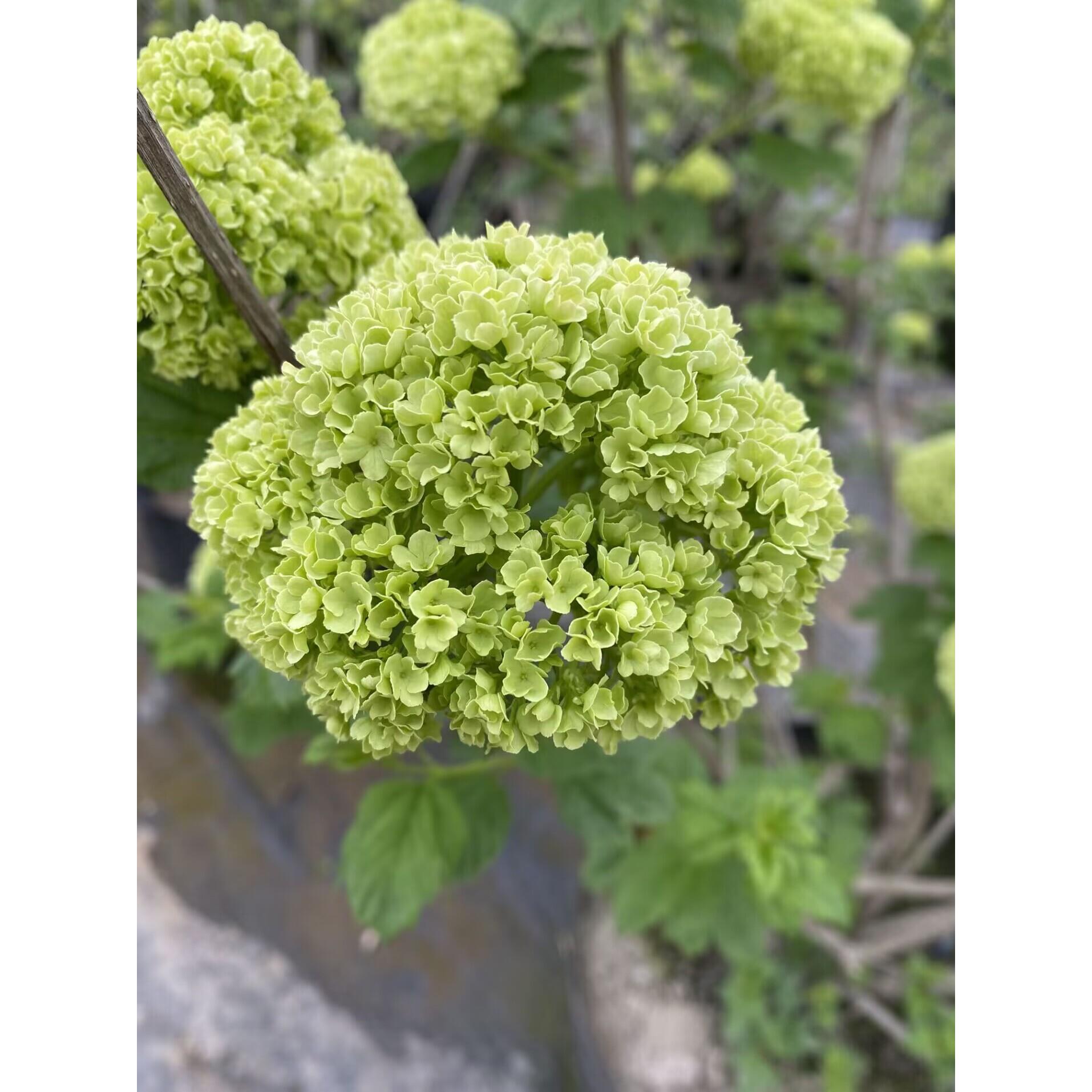 欧洲木绣球树苗庭院别墅地栽盆栽耐寒风景树苗中华木本绣球花植物图片