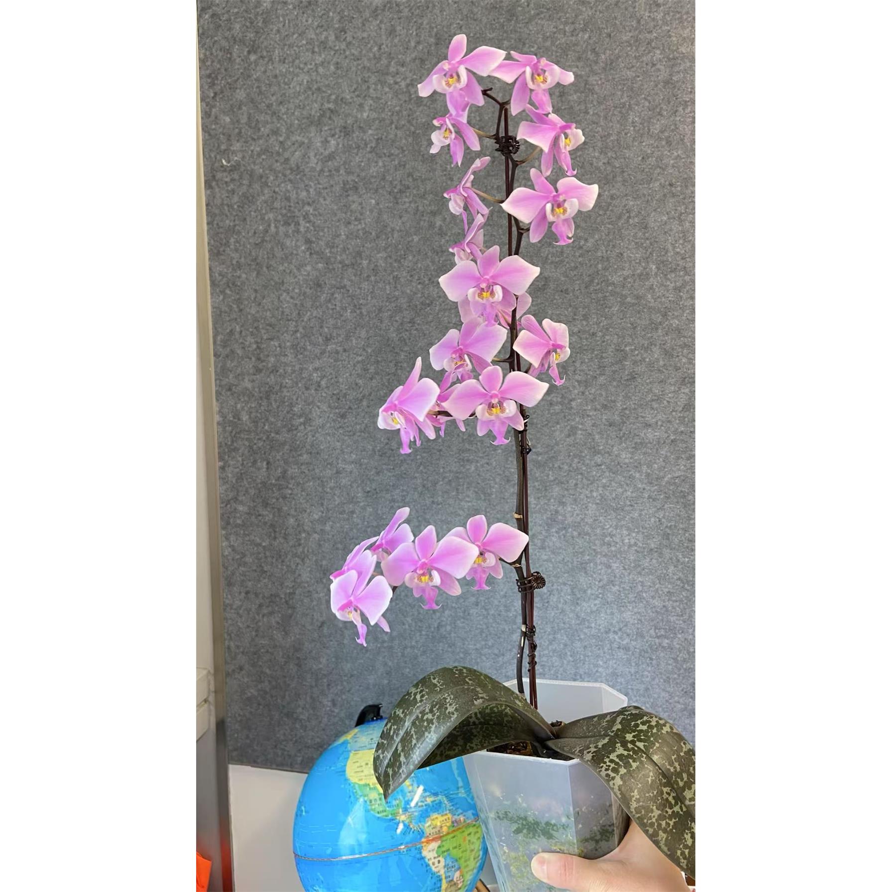蝴蝶兰3.0寸杯银叶虎斑西雷丽苗子超壮漏风带香