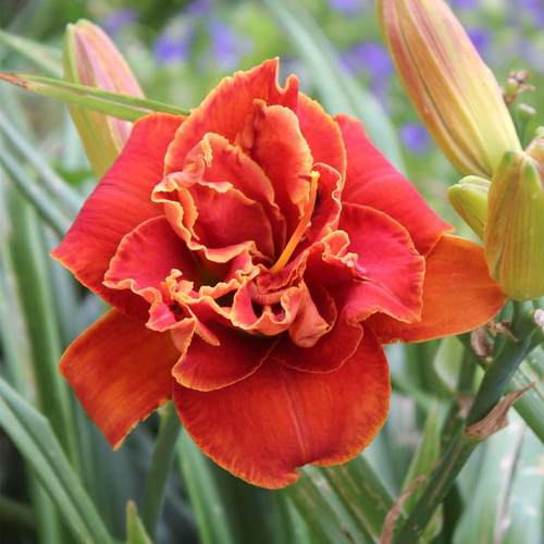 忘忧草萱草摩西之火 红色重瓣多年生耐寒庭院花卉绿化