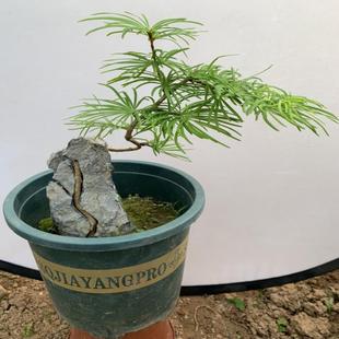 金钱松小苗 实物拍摄 金钱松盆景附石小苗 附石盆景苗