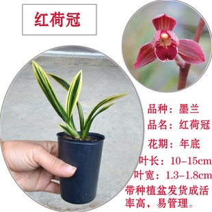 矮种墨兰东方红神荷 金边线艺兰花苗红荷冠室内盆栽花卉绿植 包邮