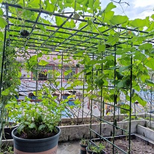 苦瓜架葡萄架子葫芦爬藤架猕猴桃藤架丝瓜百香果庭院户外支架牵引