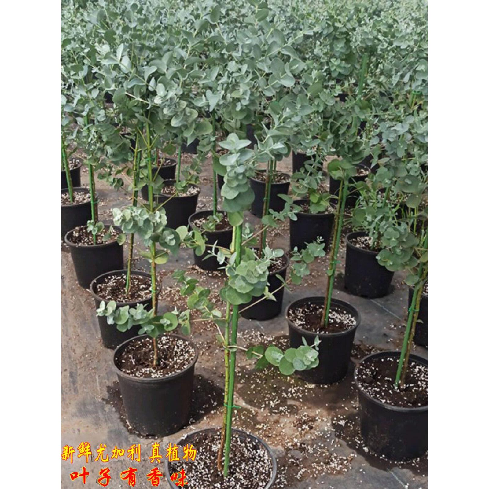 植物尤加利盆栽桉树蓝宝贝棒棒糖银水滴老桩树苗北欧观叶绿植