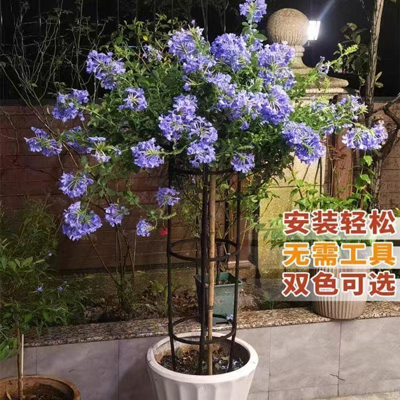园艺藤本花架爬藤架园艺藤本月季支撑架玫瑰盆栽支架支柱庭院室外