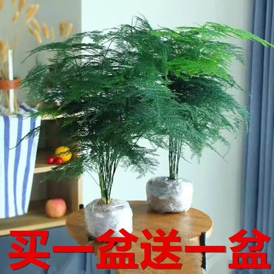 文竹买一送一四季常青盆栽绿植