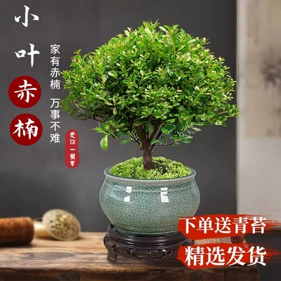 老桩盆景苗植物花卉盆栽办公室内
