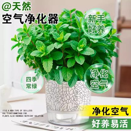 大盆薄荷盆栽可食用大苗室内驱蚊绿植迷迭香四季香草植物猫薄荷叶