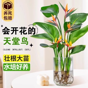 天堂鸟水培植物花卉客厅绿萝盆栽金钻水养富贵竹龟背竹好养 绿植