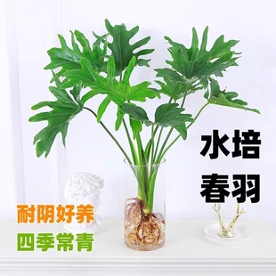 2025新款 绿植盆栽水培白掌一帆风顺室内绿萝花卉白掌高颜值