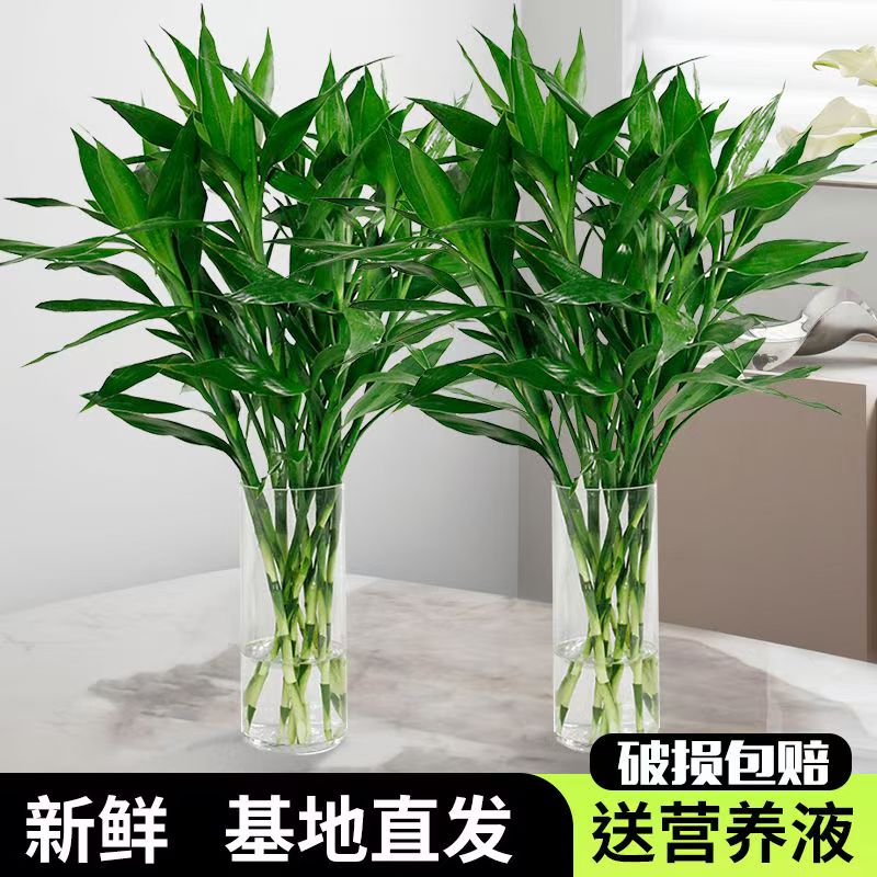 富贵竹水培植物绿植室内盆栽