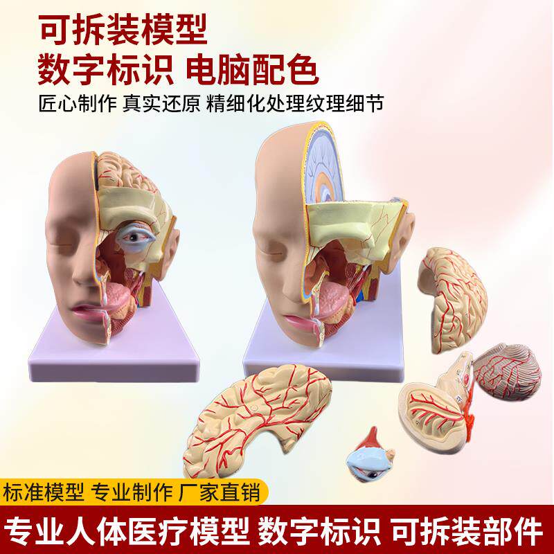 仿真人体头部解剖模型脑颅结构组织口腔鼻咽喉脑动脉血管医学教具