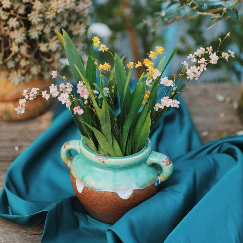 海蒂的花园文心兰梦香兰带花苞兰花苗绿植盆栽花卉易活植物室内花