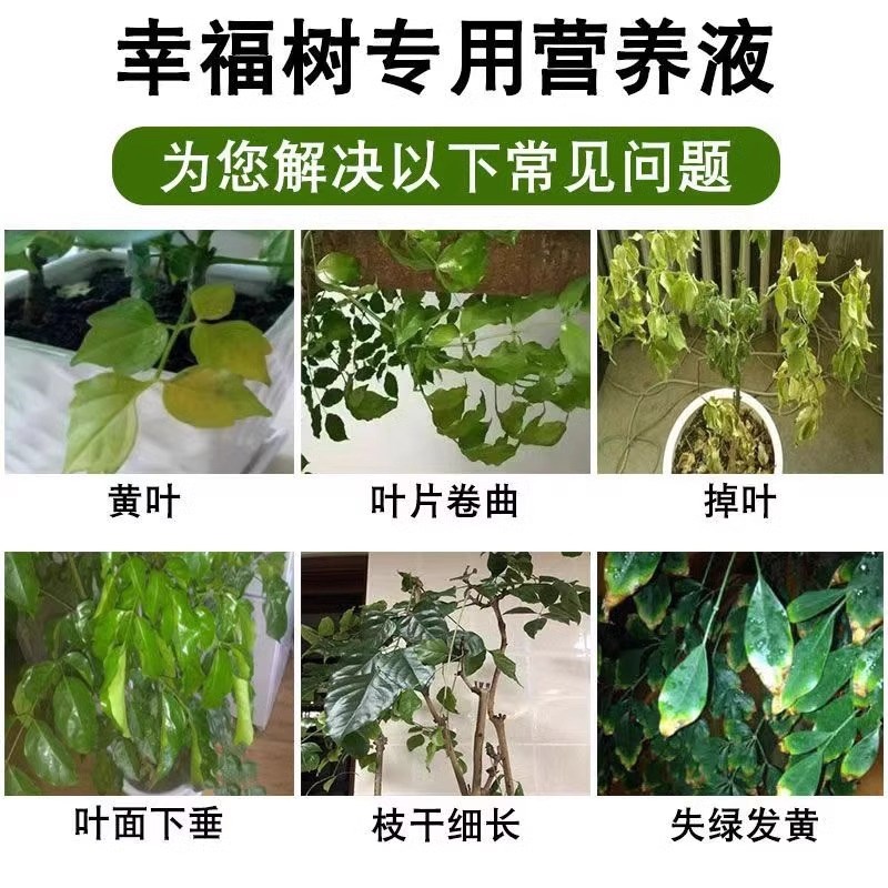 幸福树叶子干枯落叶专用肥料营养液治幸福树叶斑黑斑白粉病专用药