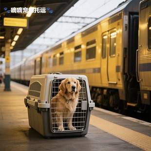 合肥出发全国宠物托运活体运输服务空运陆运专车随机手续陪同办理