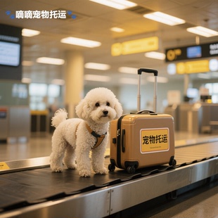 深圳出发全国宠物托运活体运输服务空运陆运专车随机手续陪同办理